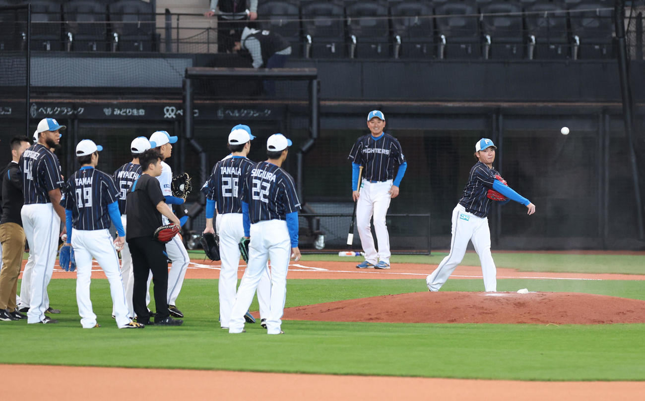 日本ハム対西武　試合前、バント処理練習をする日本ハム伊藤（右）ら投手陣（撮影・佐藤翔太）