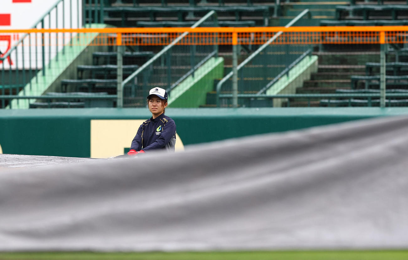 阪神対広島　グラウンドのシートを剥がす阪神園芸のスタッフ（撮影・藤尾明華）