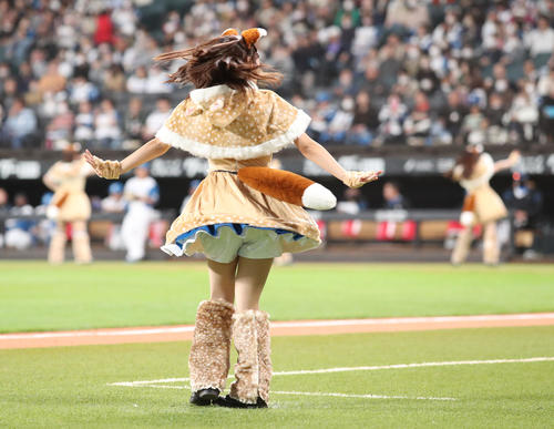 日本ハム対ソフトバンク 新コスチュームで「きつねダンス」を踊るファイターズガール(撮影・佐藤翔太)