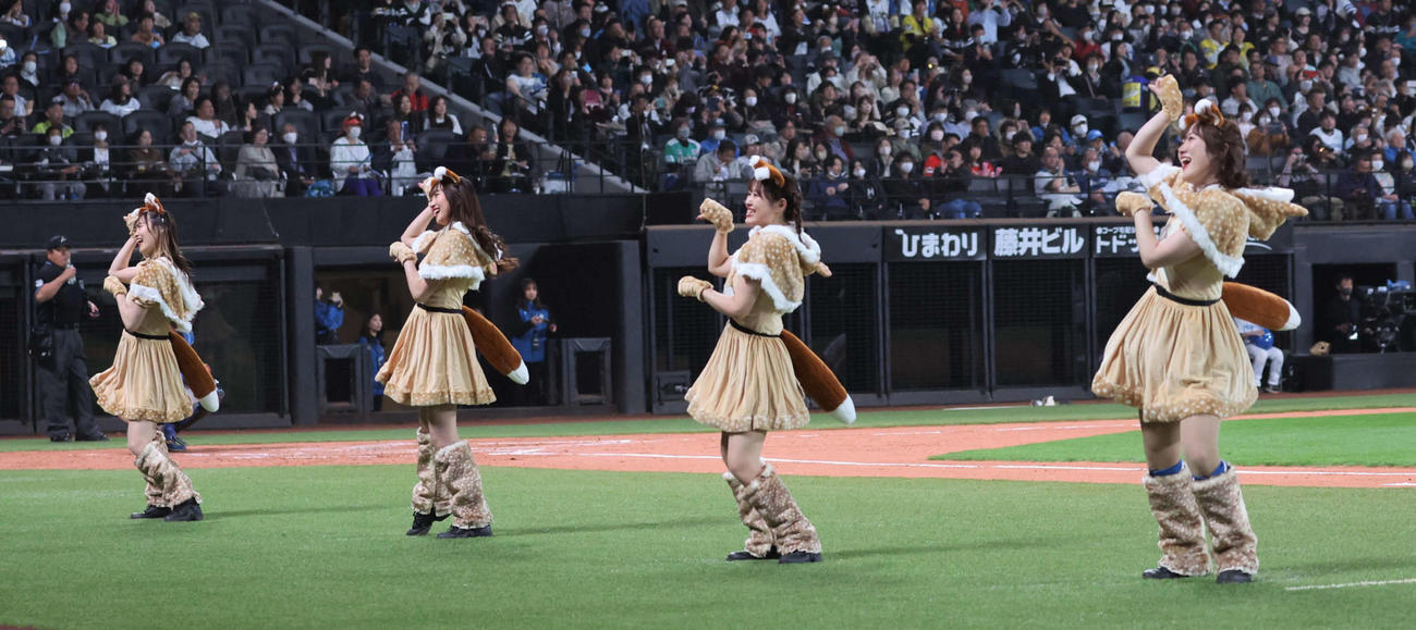 日本ハム対ソフトバンク　きつねダンスの限定衣装を着て踊るファイターズガール（撮影・黒川智章）