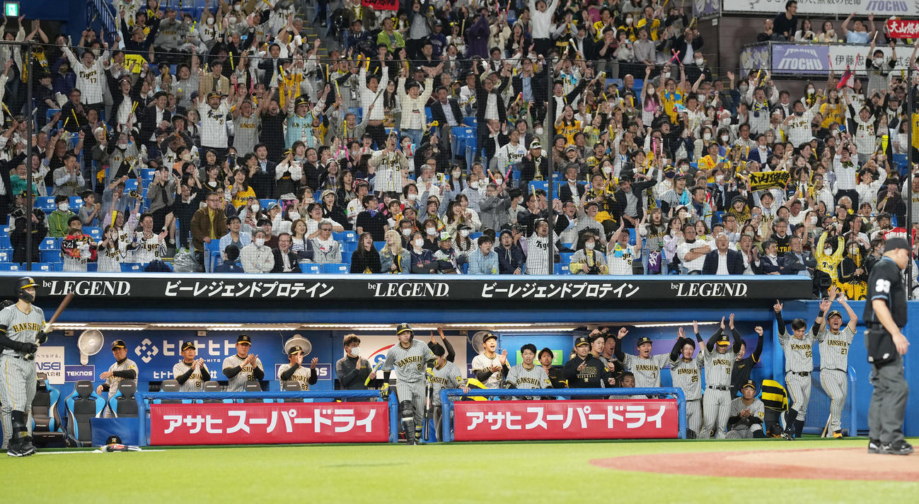 ヤクルト対阪神　10回表阪神2死満塁、大山が押し出し四球を選び、盛り上がる阪神ベンチとファン（撮影・鈴木みどり）