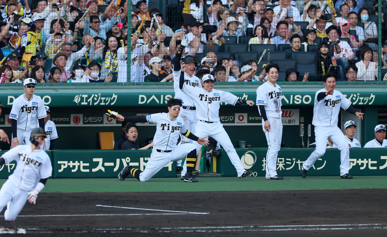 7回裏阪神2死二、三塁、中野の中前適時打でベンチ前の佐藤輝、梅野らナインが腕をグルグルと回し生還を後押し（撮影・加藤哉）