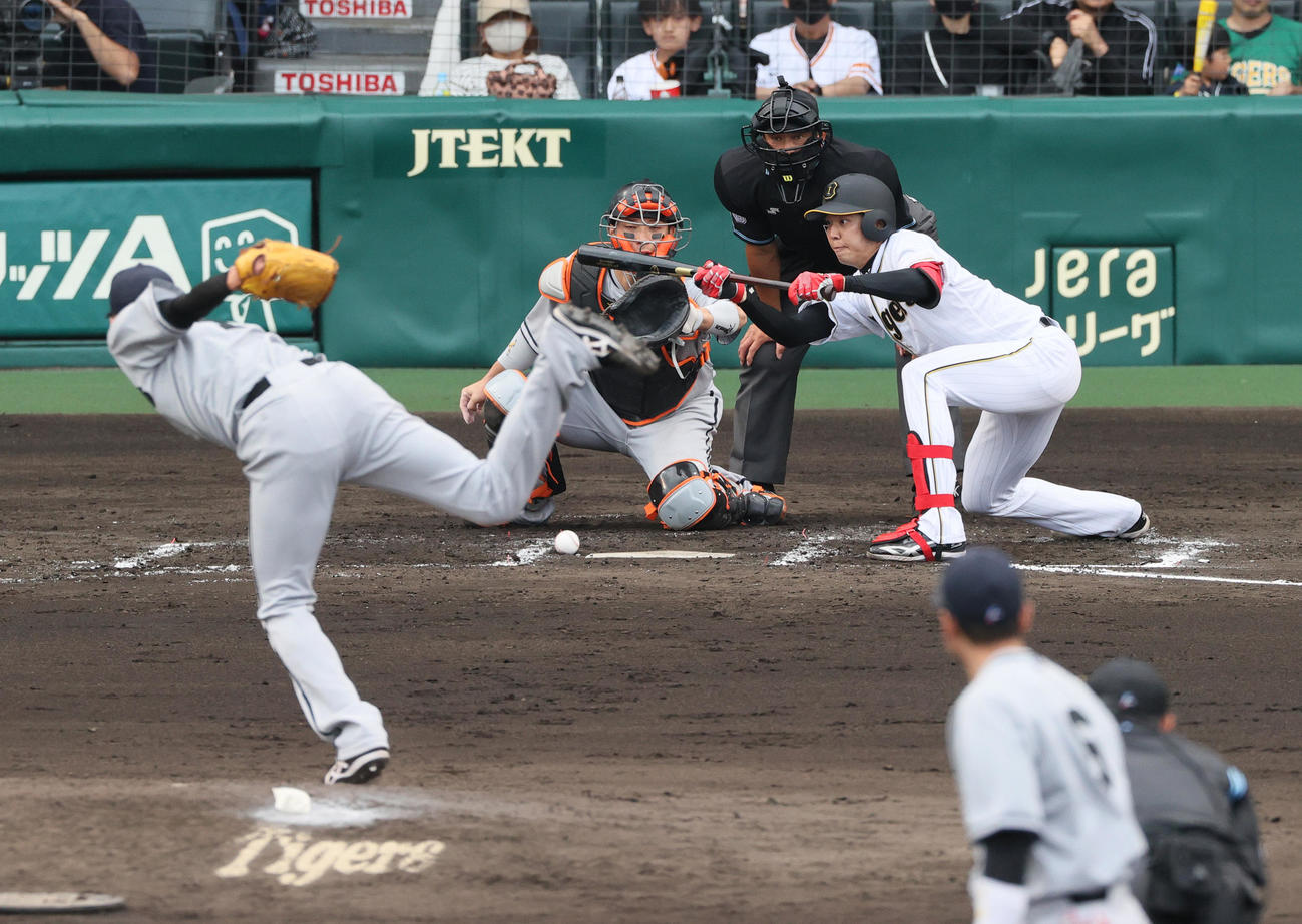 阪神対巨人　7回裏阪神無死一塁、才木はバントを決める（撮影・上山淳一）