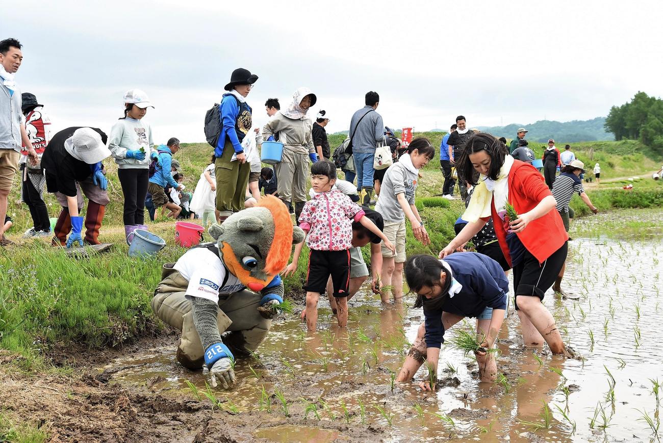 栗山町の後藤農園での田植えの様子（球団提供）