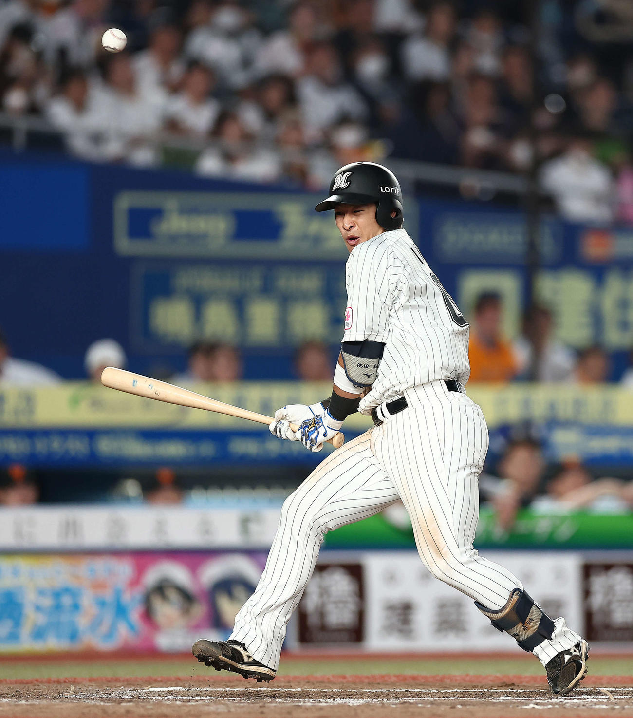 ロッテ対巨人、死球を受ける池田（2023年5月30日撮影）