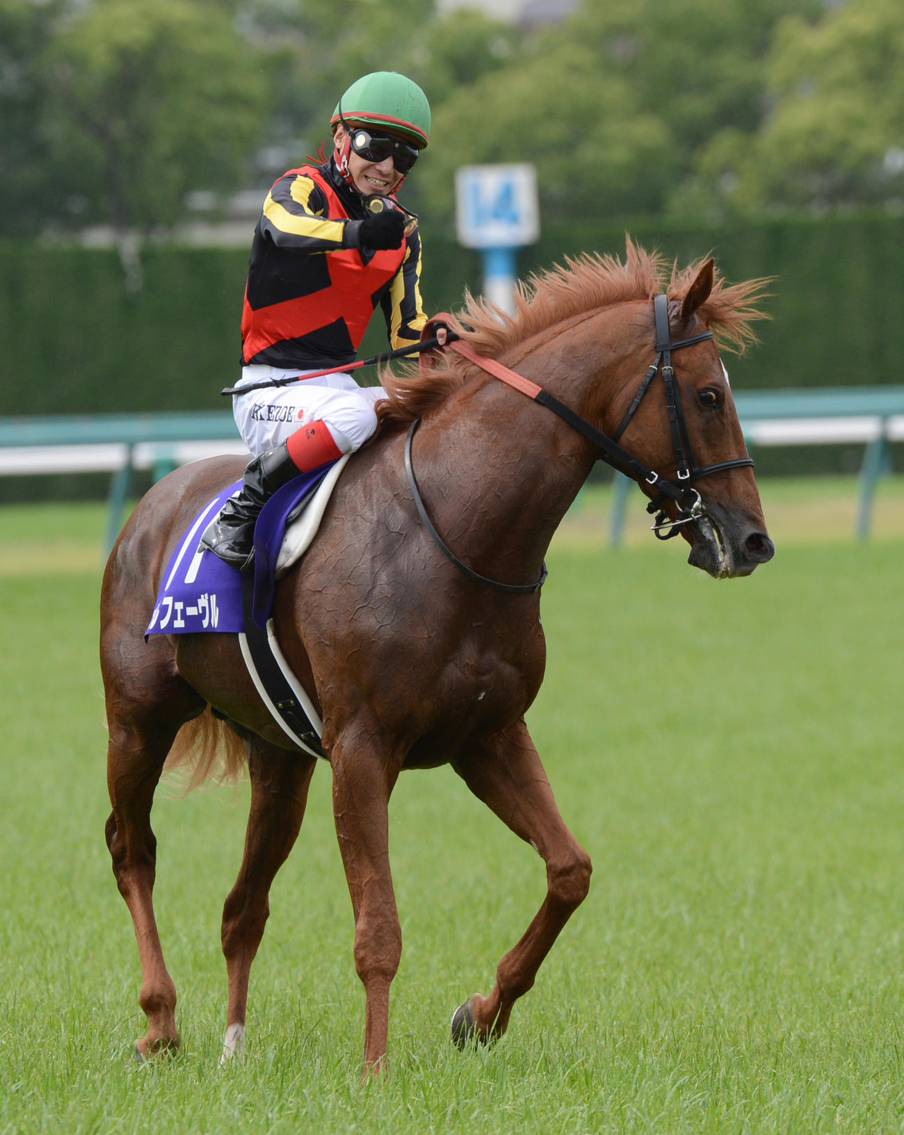 宝塚記念を制し、オルフェーヴルの鞍上でガッツポーズで喜ぶ池添騎手（2012年6月24日撮影）