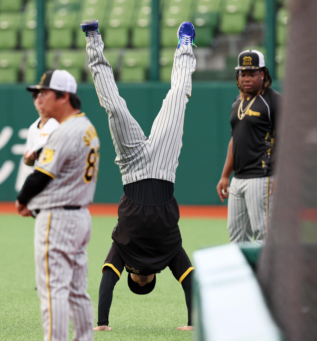 西武対阪神　佐藤輝明逆立ちして前へ進み、ミエセス（右）も興味津々（撮影・加藤哉）