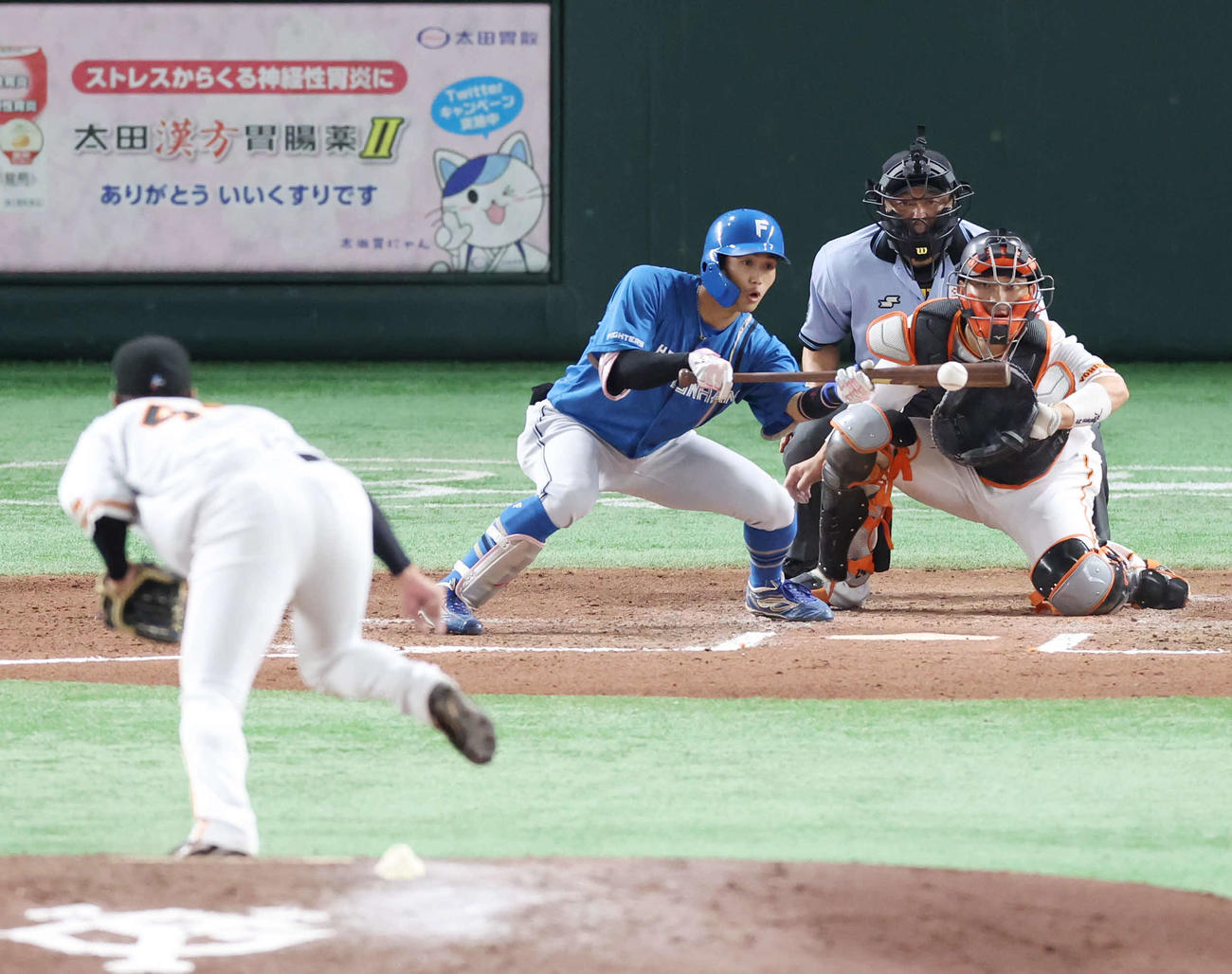 巨人対日本ハム　6回表日本ハム無死一、三塁、スクイズを決める細川。投手鍬原（撮影・宮地輝）