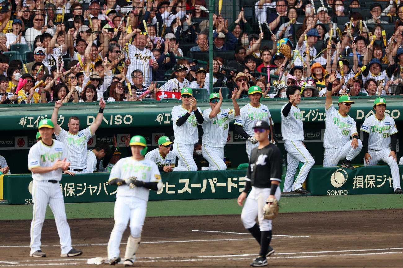 阪神対ロッテ　6回裏阪神1死二塁、大山の右前適時打に盛り上がる阪神ナイン（撮影・加藤哉）