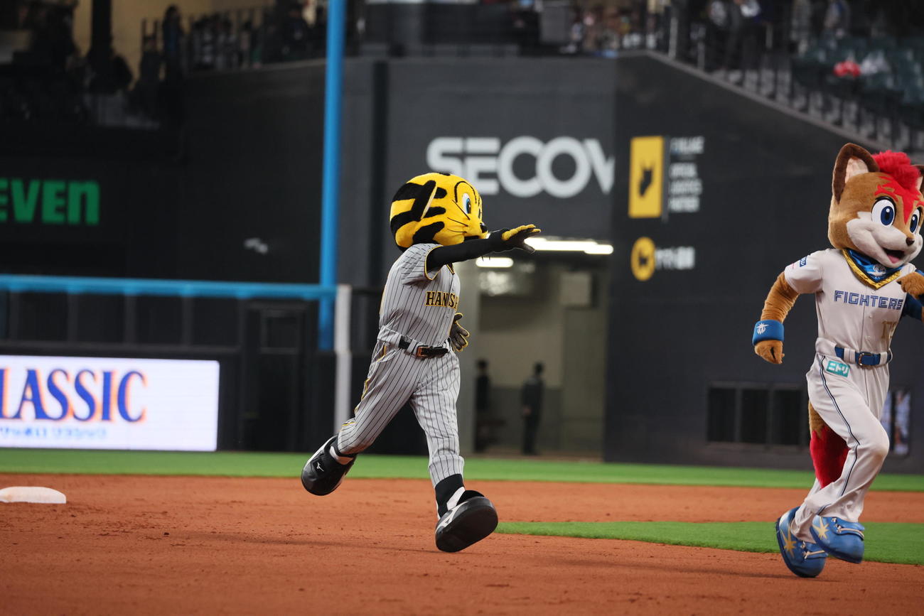 日本ハム対阪神　走るフレップ（左）に追いつかず、息を切らせて競走中止の？トラッキー…（撮影・加藤哉）