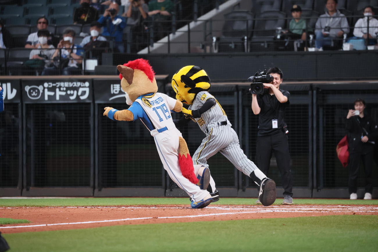 日本ハム対阪神　試合後ベーランタイムトライアルで走るフレップ（左）にトラッキーが並んで走り始めたが…（撮影・加藤哉）