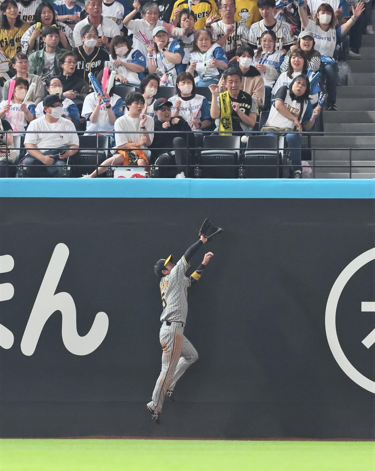 日本ハム対阪神　5回裏日本ハム2死、近本はアルカンタラの飛球をジャンピングキャッチする（撮影・加藤哉）