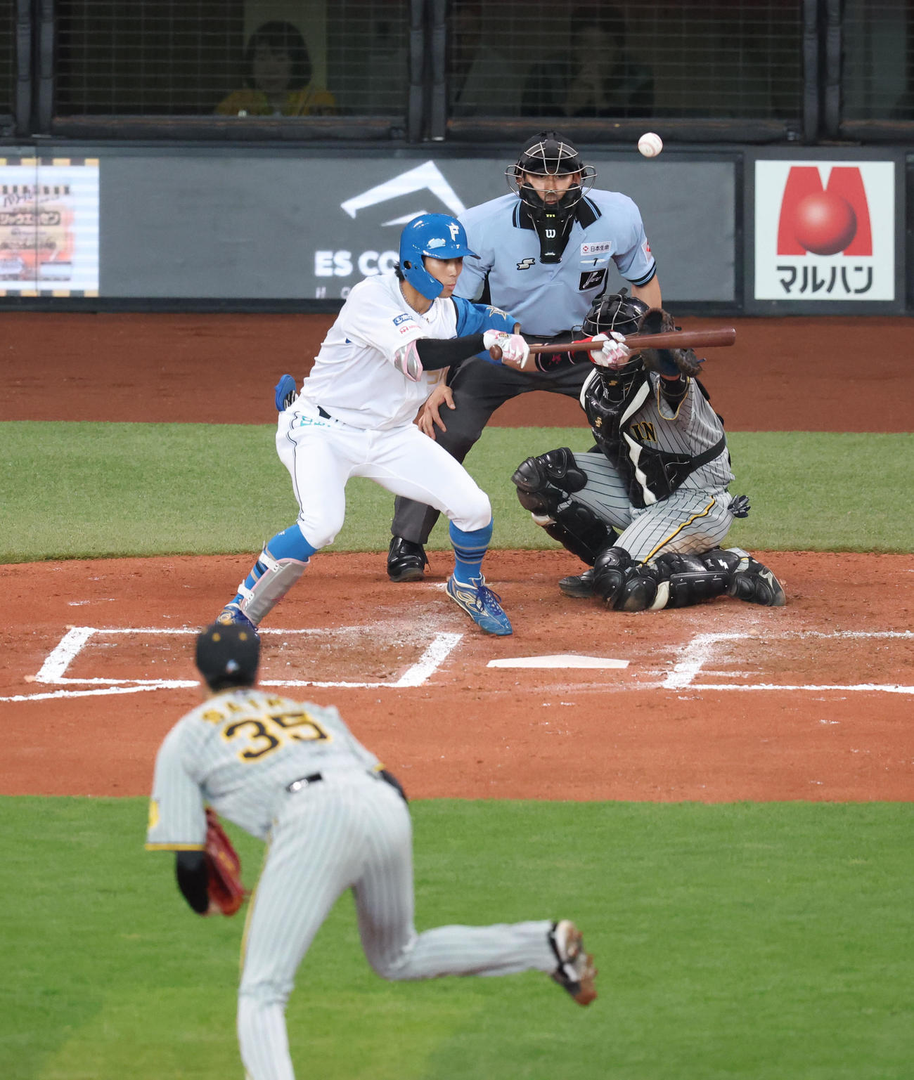 日本ハム対阪神　6回裏日本ハム無死一塁、細川は犠打を失敗する。投手才木（撮影・佐藤翔太）