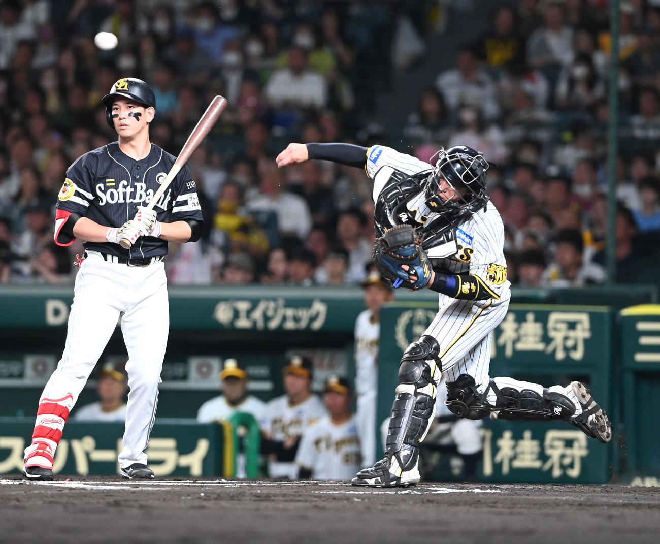 阪神対ソフトバンク　6回表ソフトバンク2死一塁、周東の二盗を阻止する捕手梅野（撮影・和賀正仁）