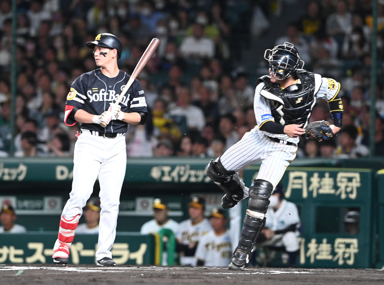 阪神対ソフトバンク　6回表ソフトバンク2死一塁、周東の二盗を阻止する捕手梅野（撮影・和賀正仁）