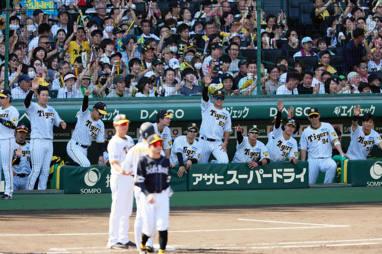 阪神対ソフトバンク　4回裏阪神2死満塁、近本は右へ適時打を放ちベンチで喜ぶナインたち（撮影・加藤哉）