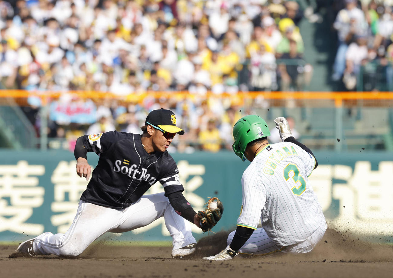 阪神対ソフトバンク　6回裏阪神1死、打者佐藤輝のとき二盗を決める大山（右）。野手今宮（撮影・藤尾明華）