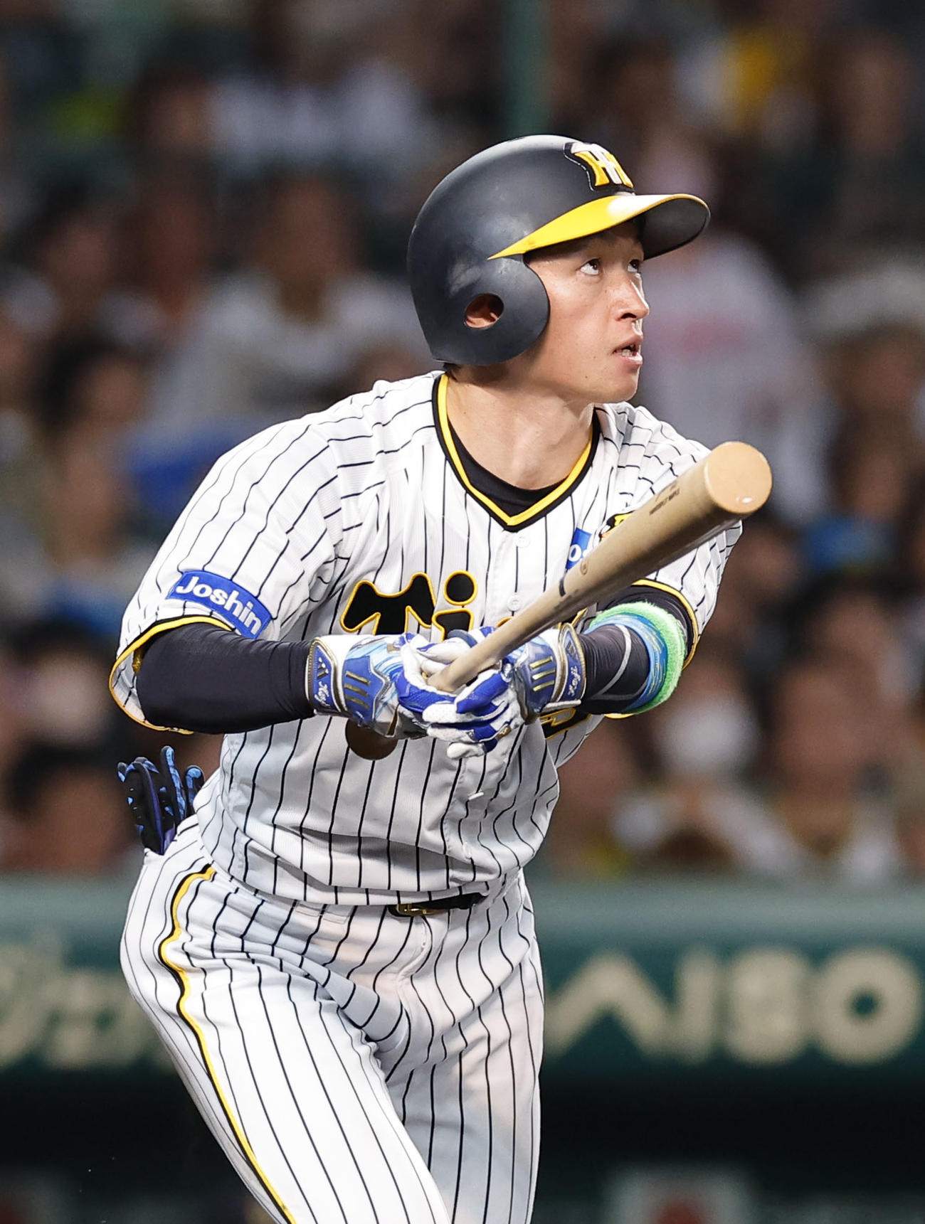 阪神近本光司（2023年6月14日撮影）