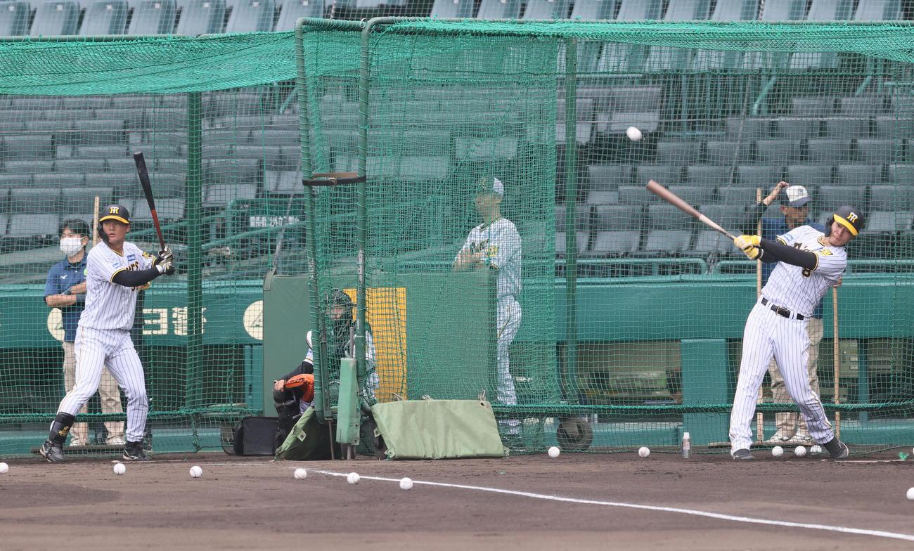 同組でフリー打撃に励む阪神佐藤輝（右）と前川（撮影・上山淳一）