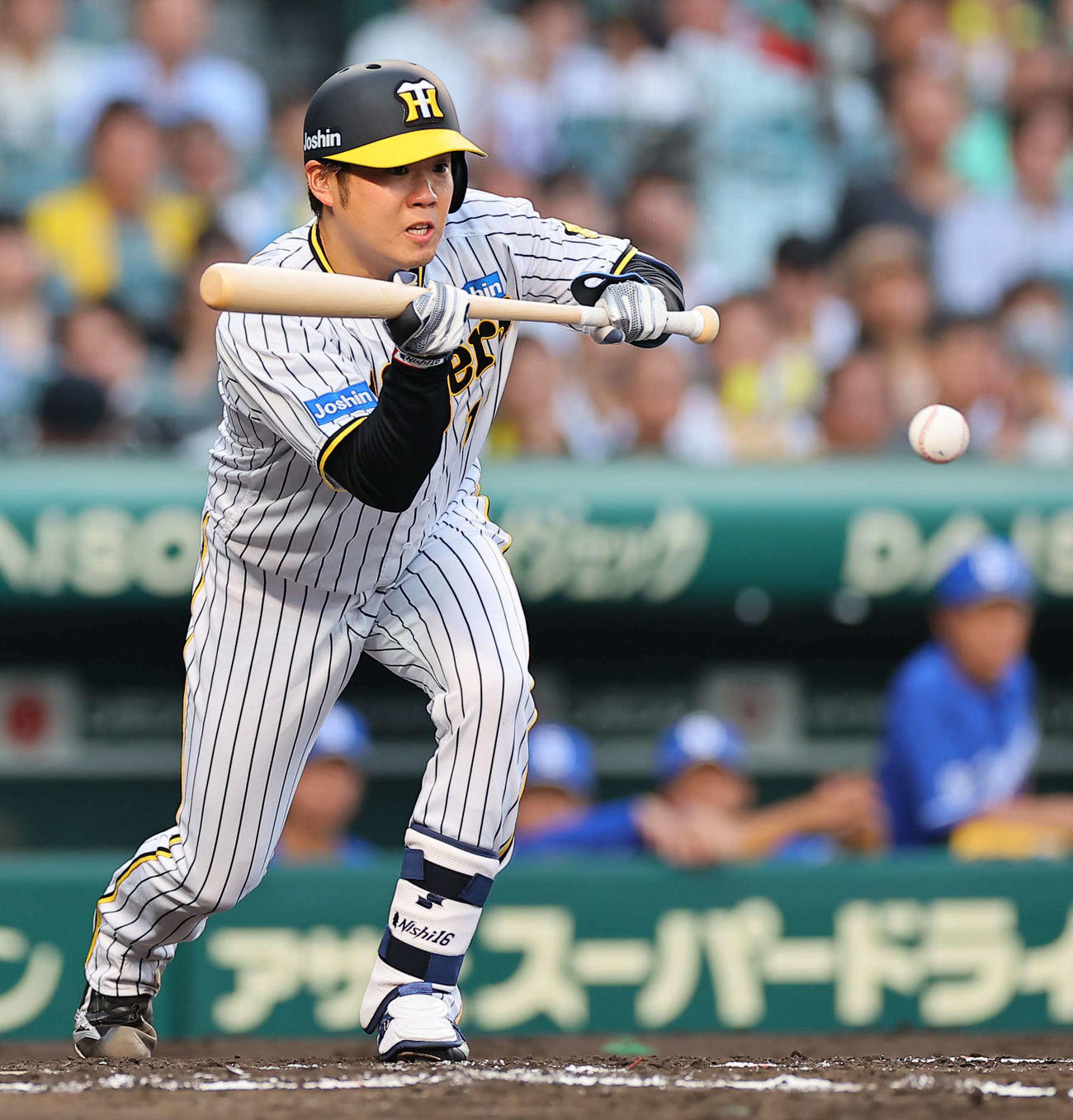 阪神対中日　3回裏阪神無死一、二塁、西勇は送りバントを決める（撮影・上田博志）