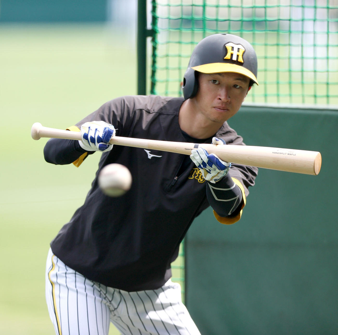 バント練習する阪神近本光司（2023年6月29日撮影）