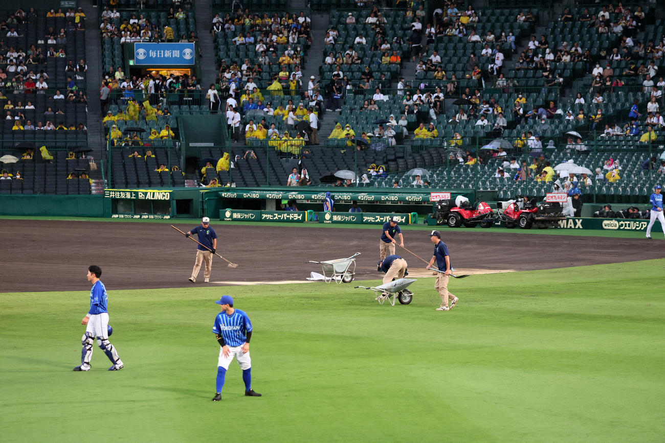 阪神対DeNA　午後5時50分頃からグラウンドにかけられていたシートを撤収する阪神園芸の職員たち（撮影・加藤哉）