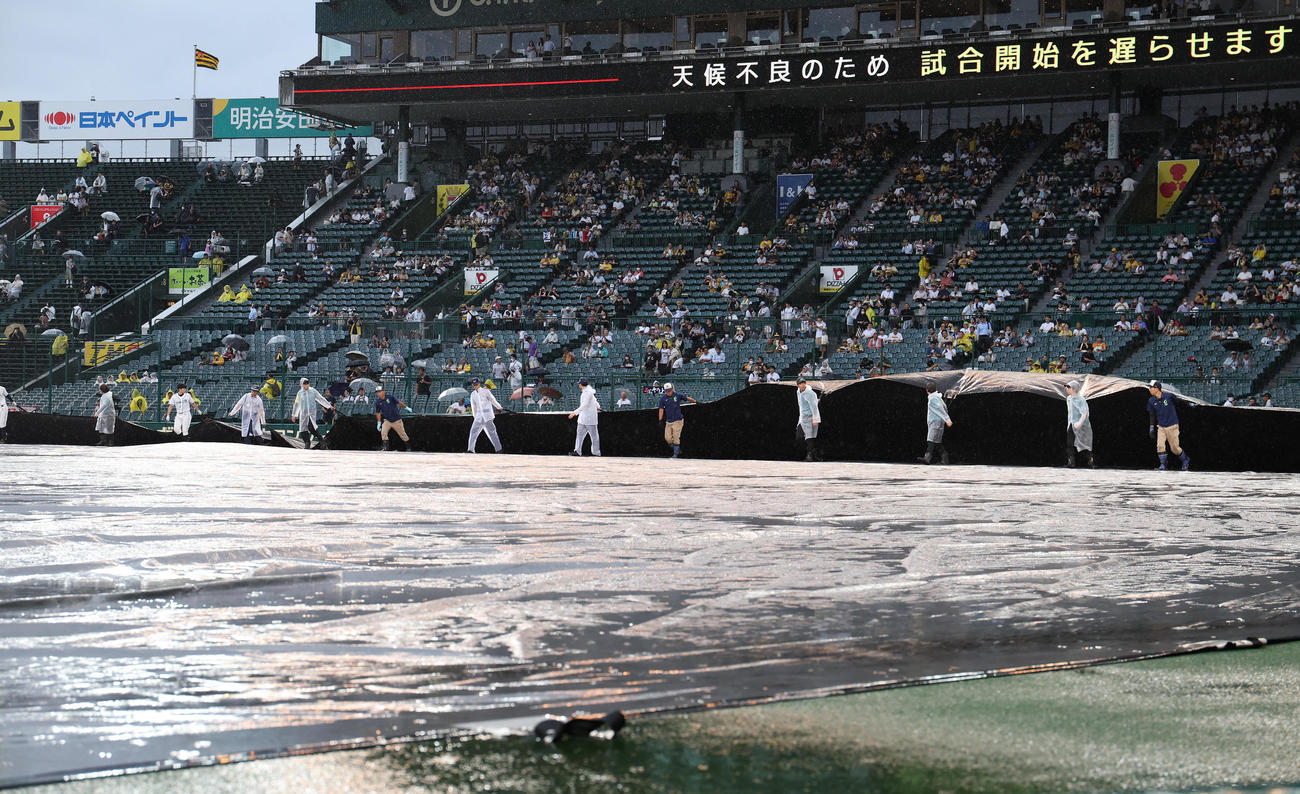 阪神対DeNA　グラウンドのシートを剥がす阪神園芸（撮影・白石智彦）