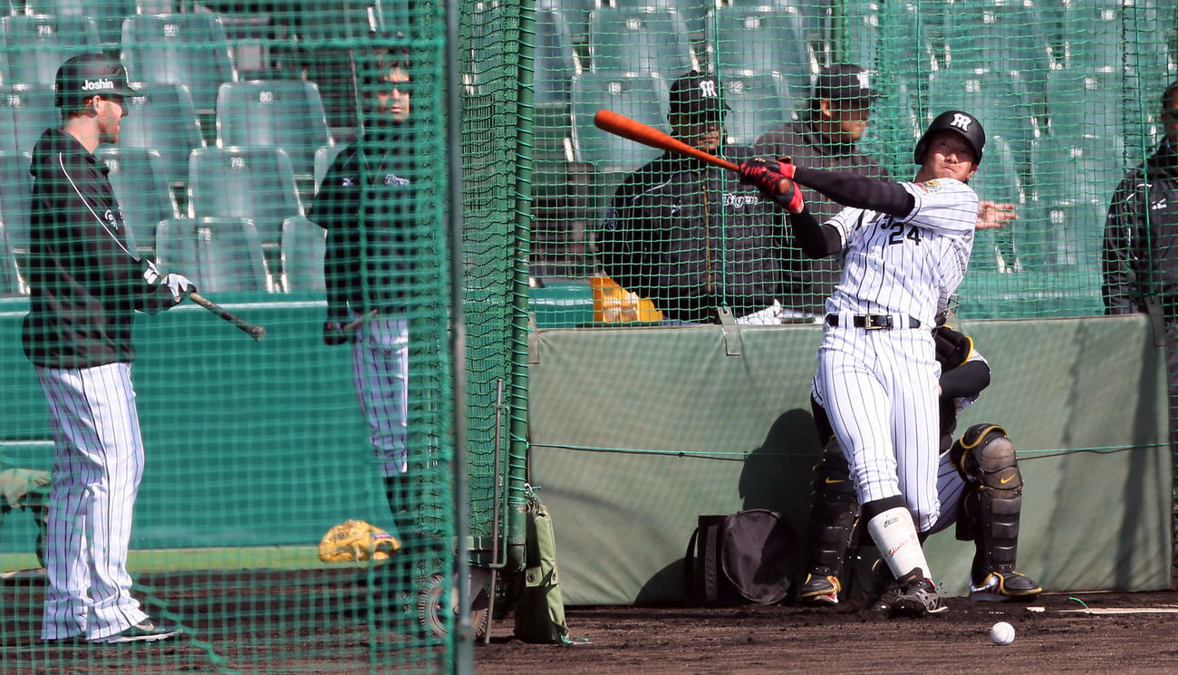 15年2月　フリー打撃に励む横田慎太郎のフルスイングに、左からマートン、鳥谷、和田監督も注目する