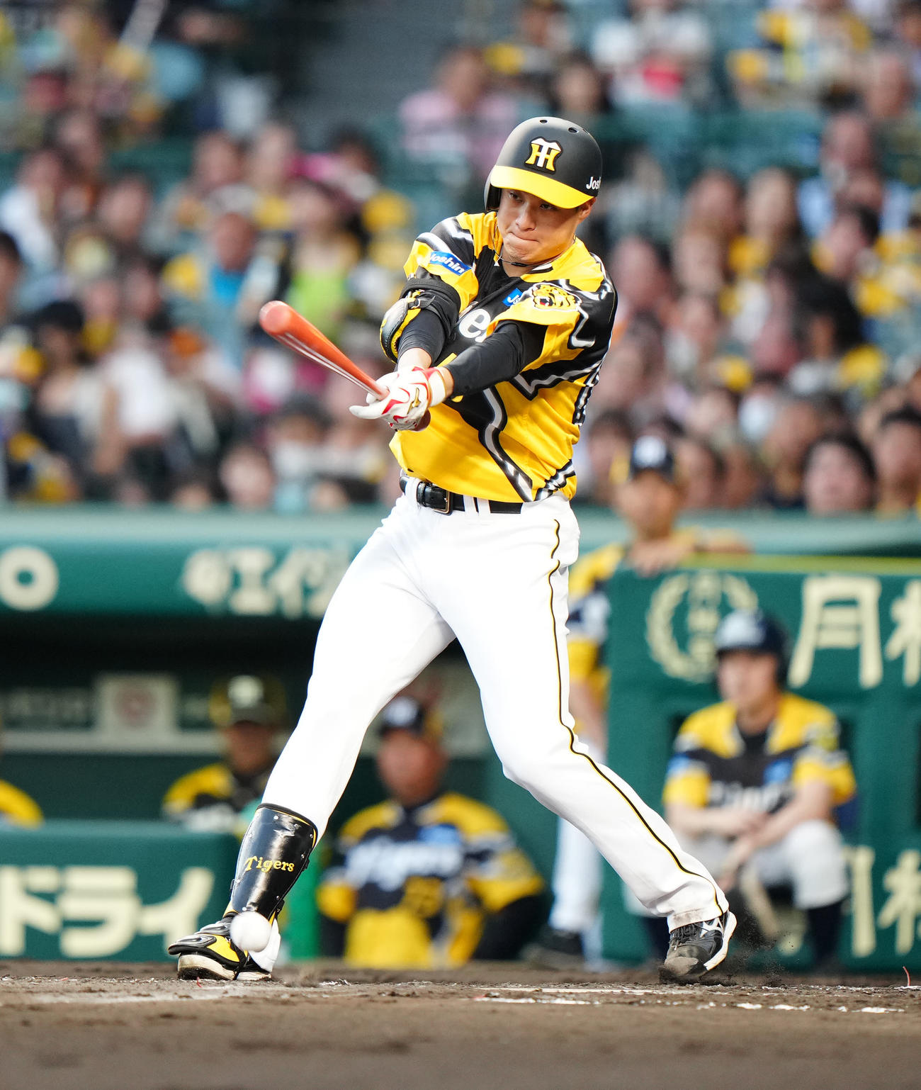 阪神対巨人　2回裏阪神1死一、三塁、大竹の二ゴロで二塁手吉川が失策し、走者ノイジーが生還する（撮影・江口和貴）