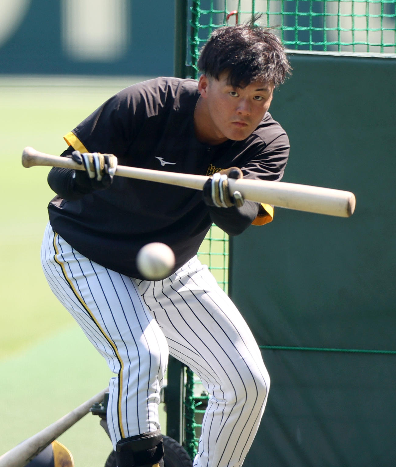 阪神対広島　試合前、バント練習に励む阪神前川右京（撮影・上山淳一）