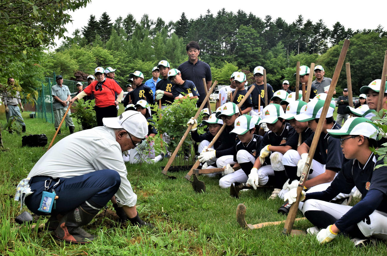 北海道・栗山町にある栗の樹ファームで行われたアオダモの植樹イベントに参加した日本ハム稲葉篤紀GM兼SCO（球団提供）