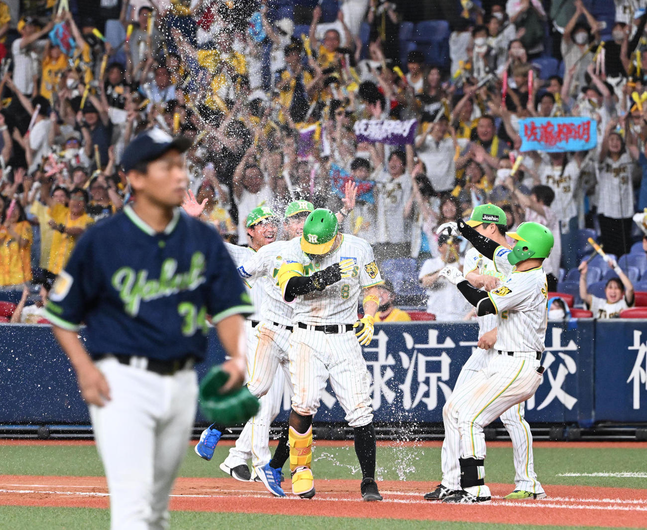 サヨナラ中犠飛を放った佐藤輝はナインから歓喜のウオーターシャワーを浴びる（23年8月12日撮影）