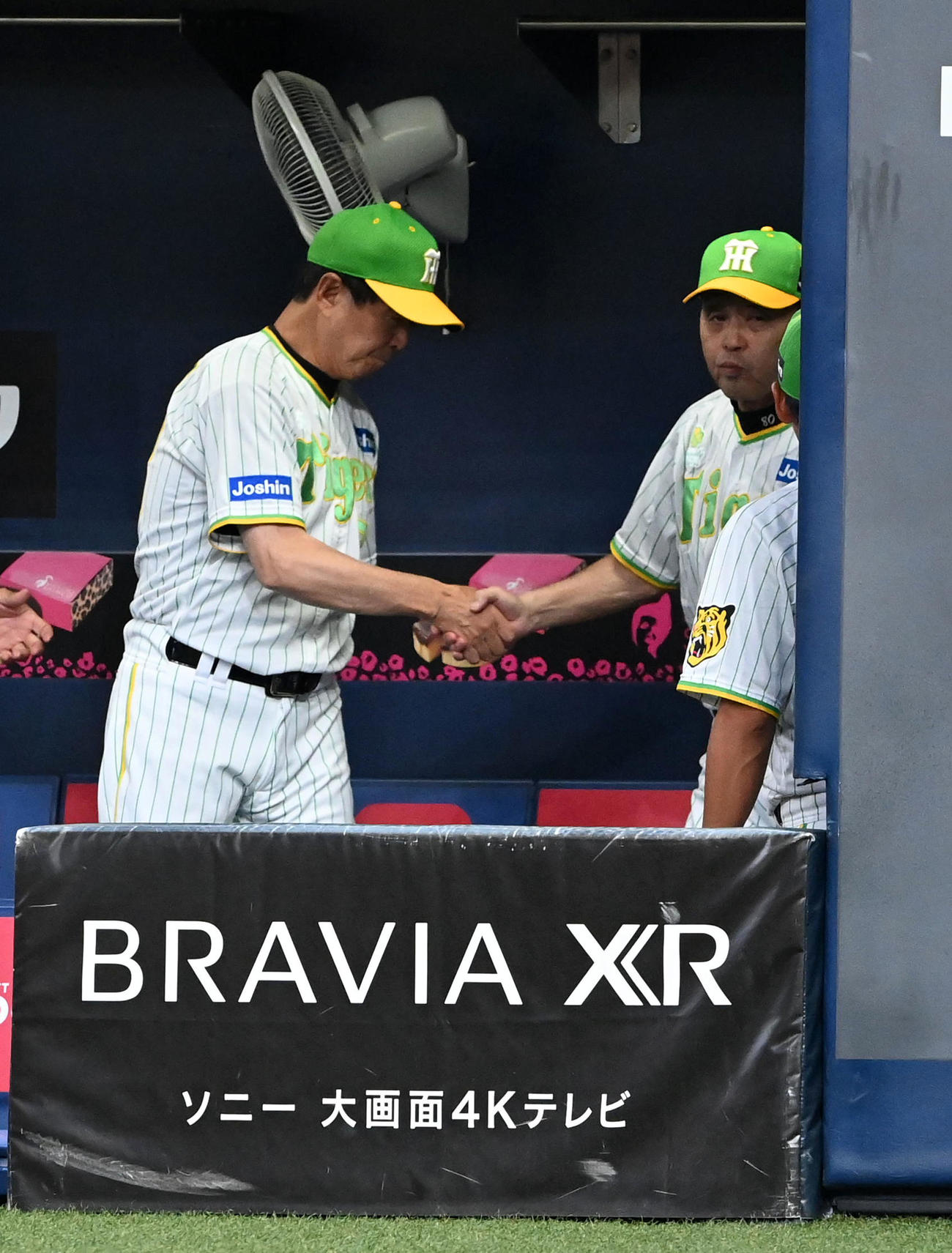 阪神対ヤクルト　10連勝の岡田監督（右）は平田ヘッドコーチとがっちり握手（撮影・前岡正明）