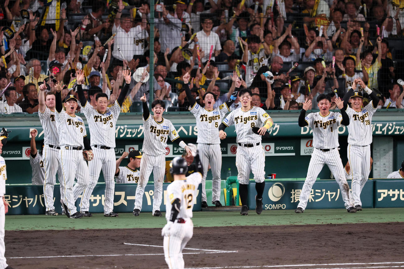 阪神対DeNA 8回裏阪神2死二塁、坂本の右適時打で二塁走者代走熊谷が生還しベンチのナインも絶叫（撮影・加藤哉）