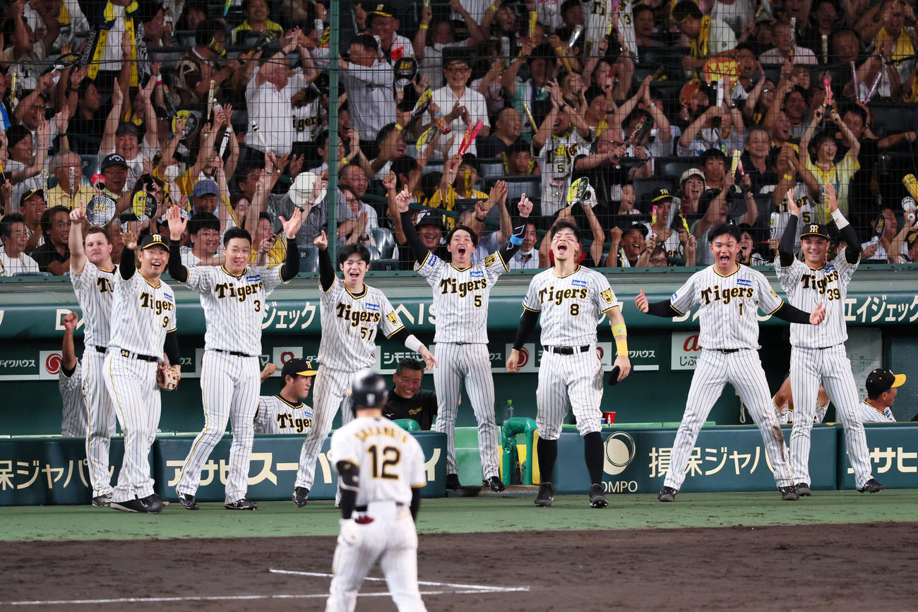 阪神対DeNA 8回裏阪神2死二塁、坂本の右適時打で二塁走者代走熊谷が生還しベンチのナインも絶叫（撮影・加藤哉）