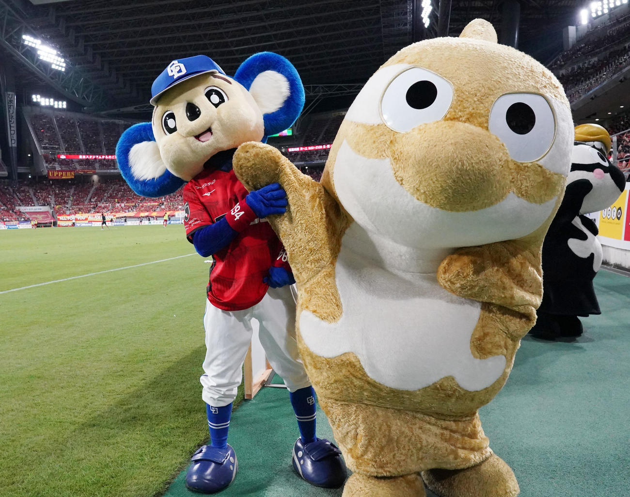 豊田スタジアムを訪れたドアラさん、ハーフタイムに金色のグランパス君とじゃれ合う（23年9月2日撮影）