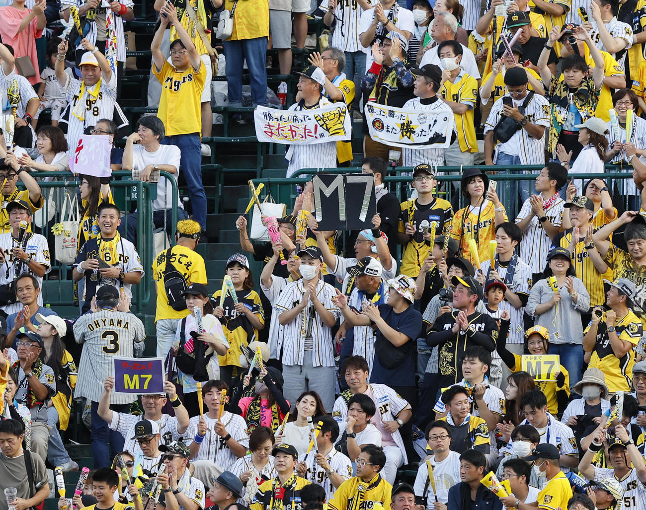 阪神対広島　広島に連勝し、M7のボードを掲げる阪神ファン（撮影・藤尾明華）