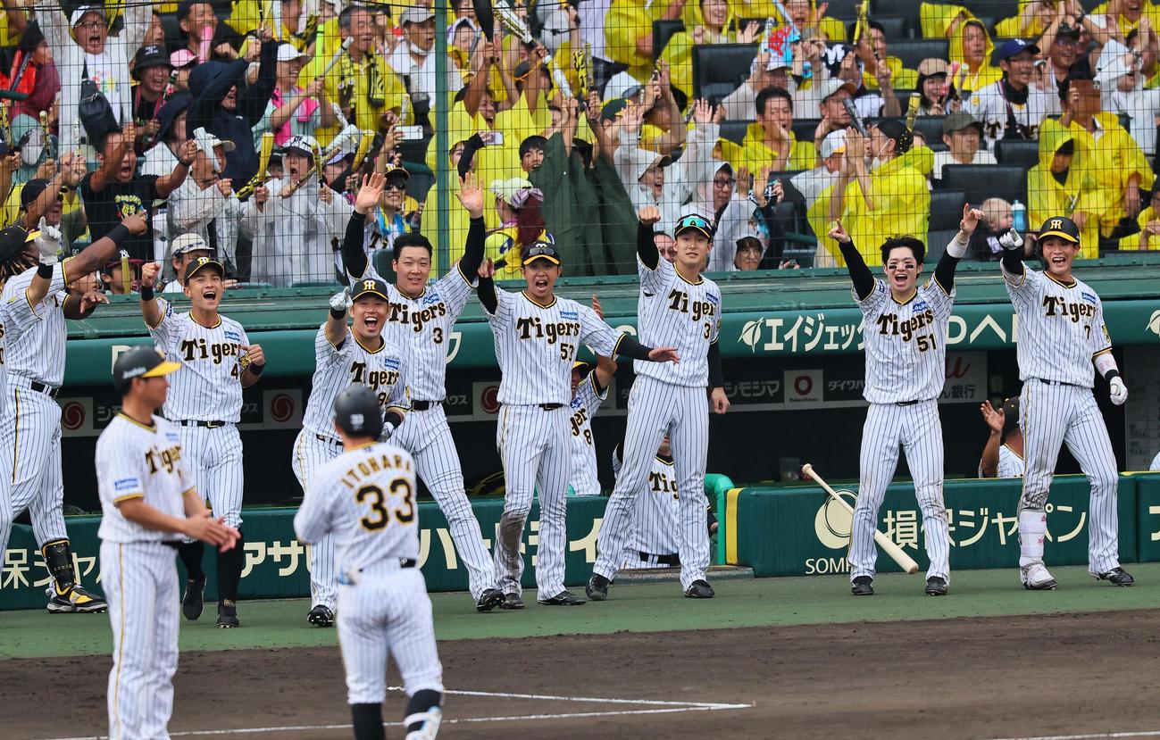 阪神対広島　8回裏阪神2死満塁、糸原（手前右）の中前勝ち越し2点適時打で盛り上がる阪神ナイン（撮影・上田博志）