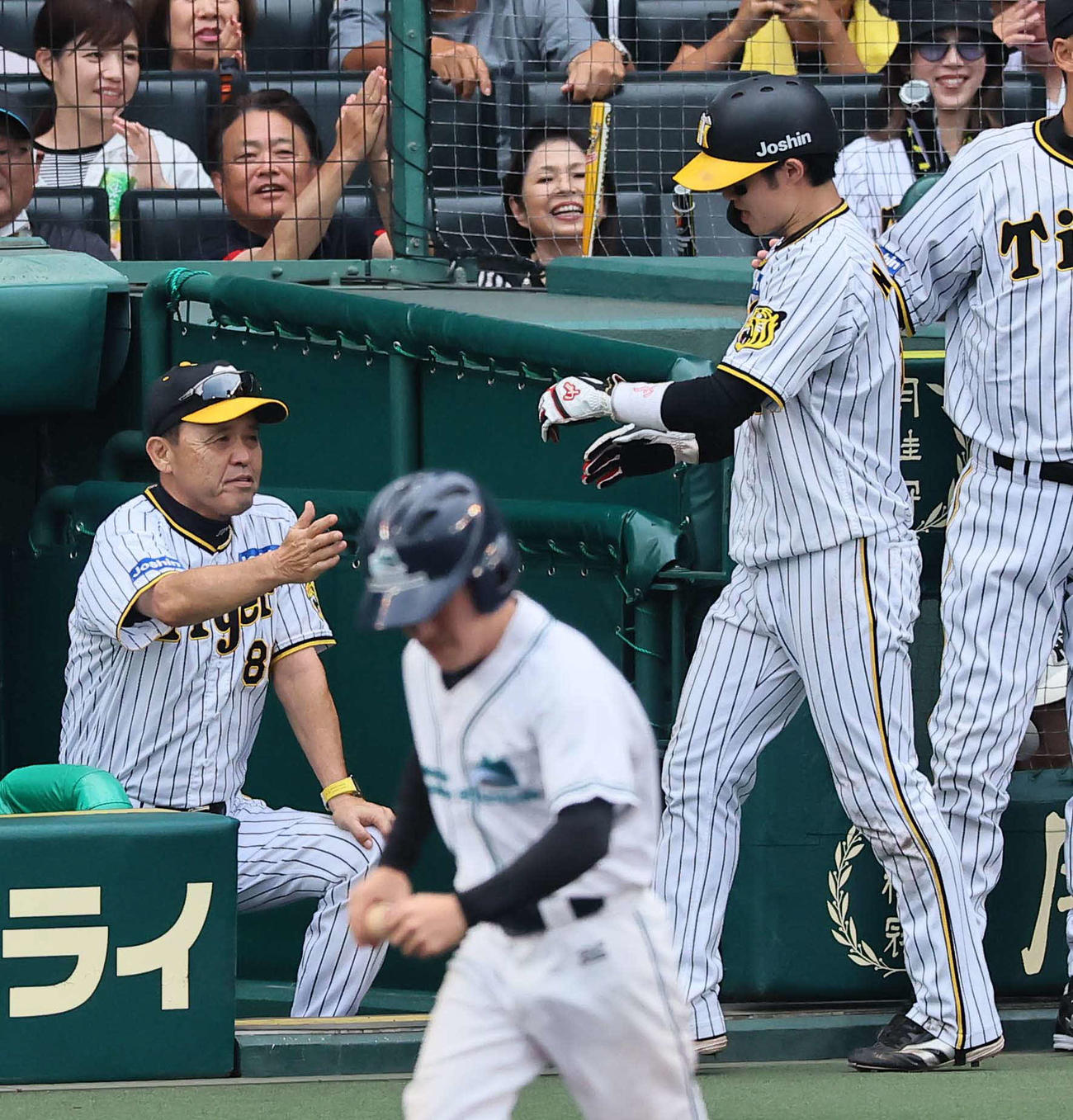 阪神対広島　6回裏阪神1死二塁、岡田監督左森下の中前同点適時打で生還した中野を出迎える（撮影・上田博志）