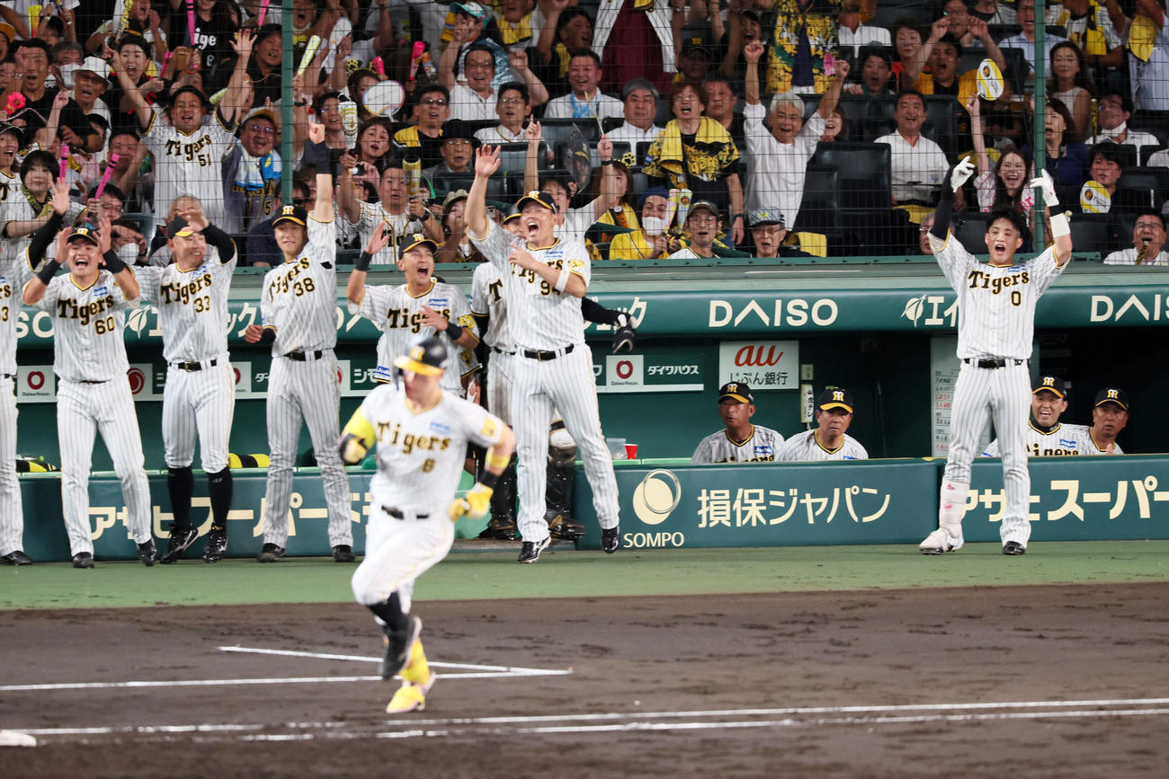 阪神対巨人　3回裏阪神1死満塁、佐藤輝（手前）の右越え満塁本塁打にベンチで喜ぶチームメートたち。右から2人目は岡田監督（撮影・加藤哉）
