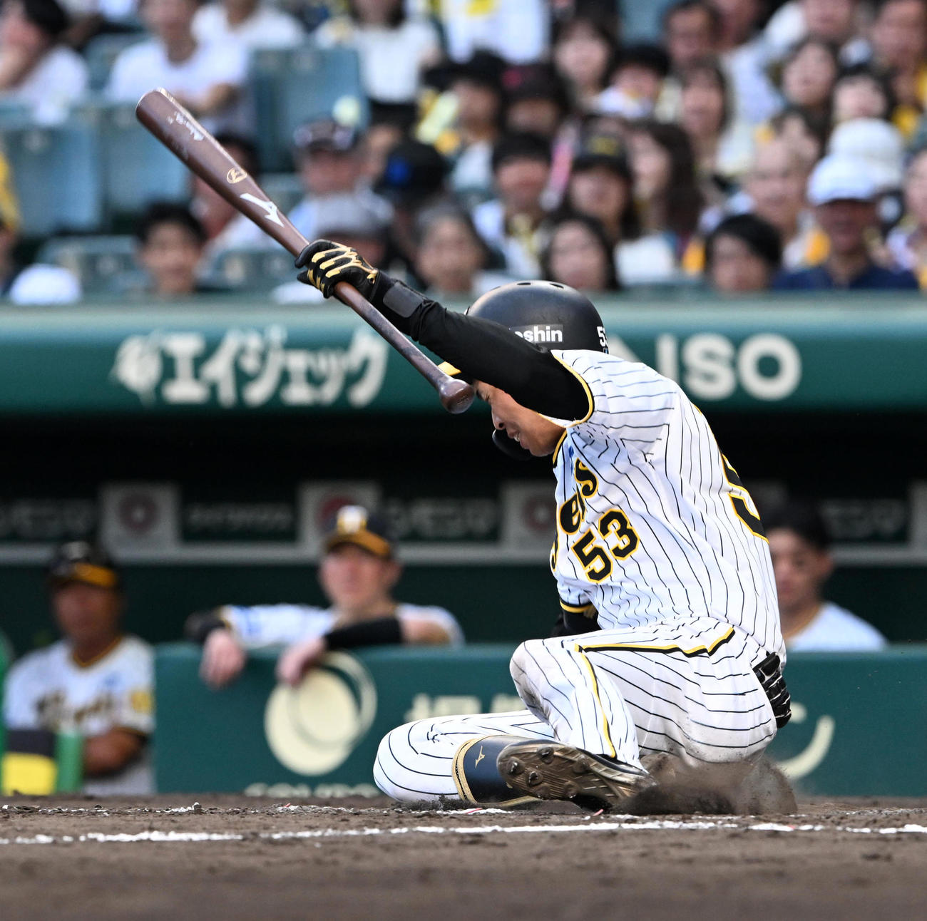 阪神対DeNA 9回裏阪神2死、死球を受けた島田（撮影・前岡正明）