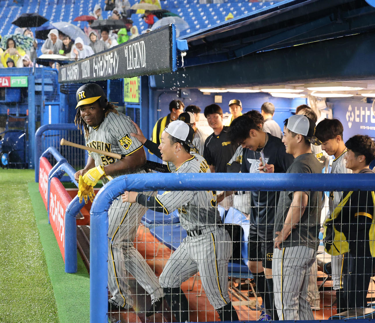 ヤクルト対阪神　試合が中止になり、パフォーマンスをするためベンチを出る阪神ミエセス（左端）（撮影・藤尾明華）