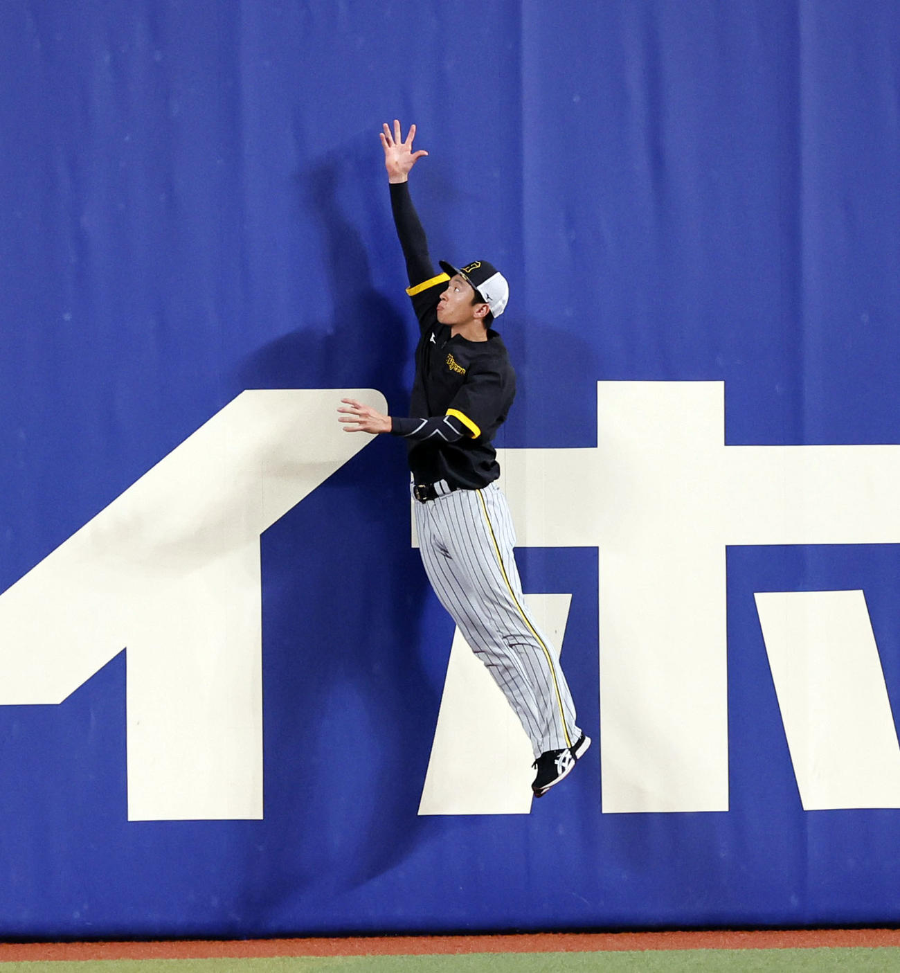 中日対阪神　フェンス付近でジャンプする阪神近本（撮影・藤尾明華）