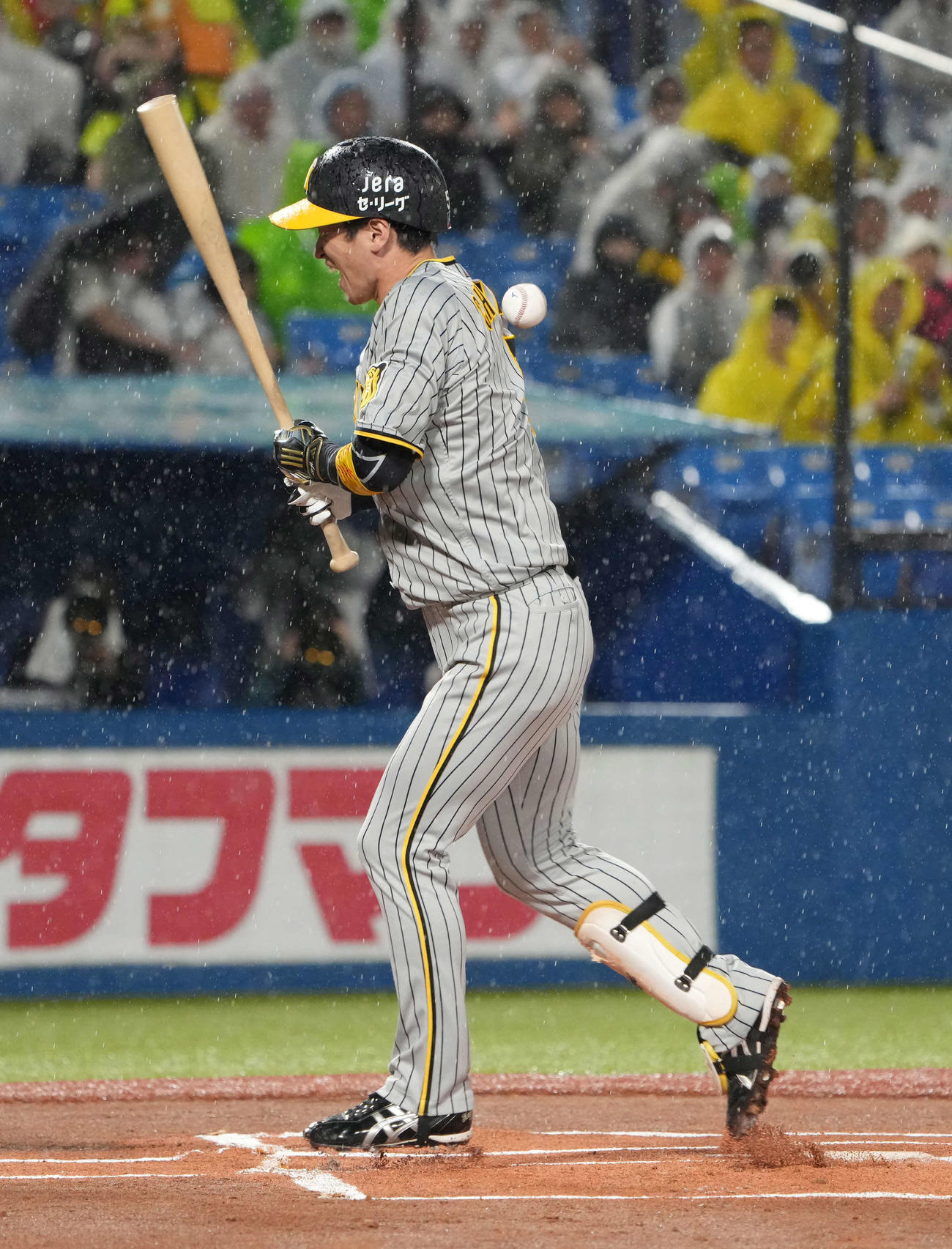 ヤクルト対阪神　1回表阪神無死、近本は死球を受ける（撮影・小沢裕）