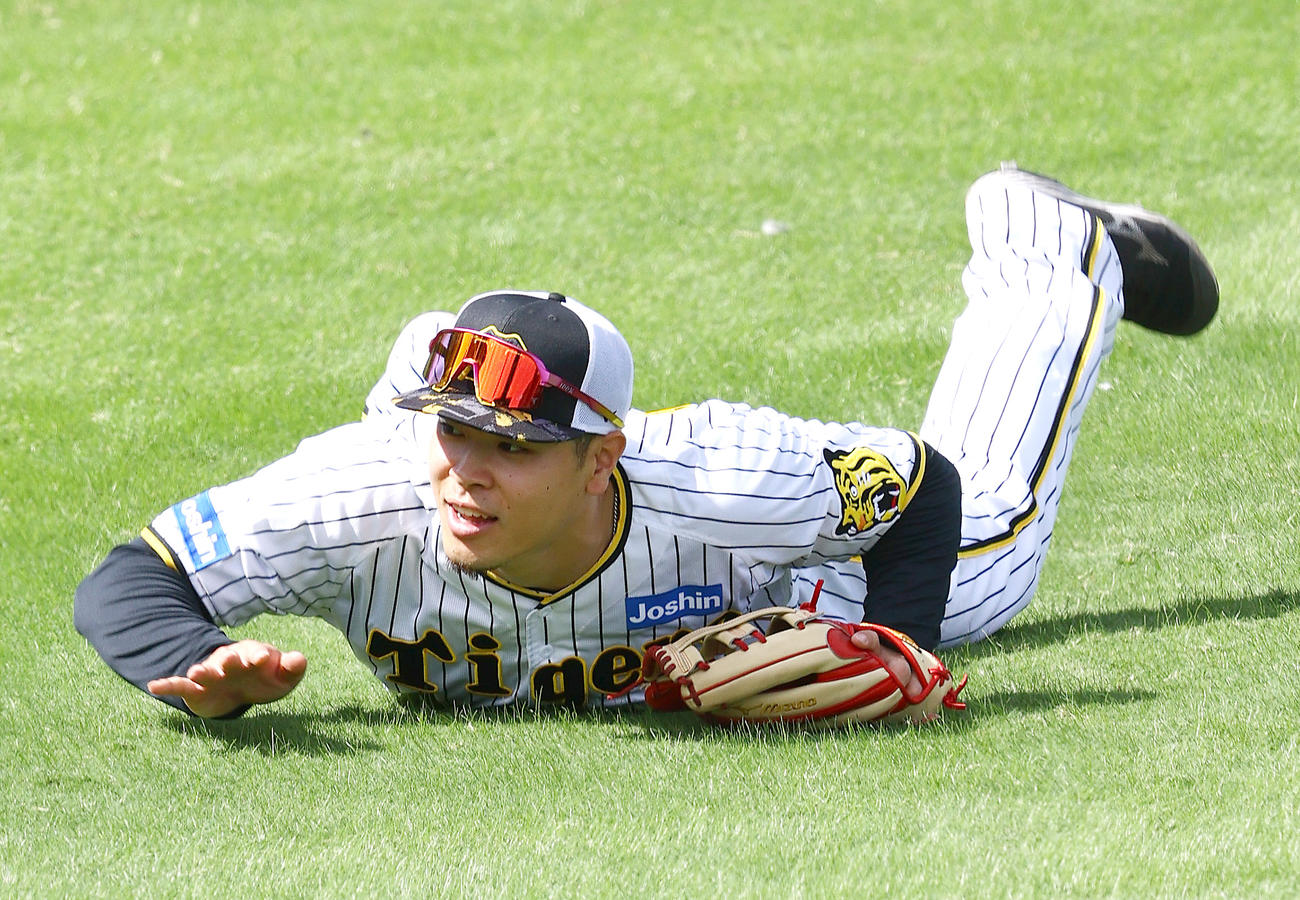外野での球拾いで転がる阪神佐藤輝（撮影・上山淳一）