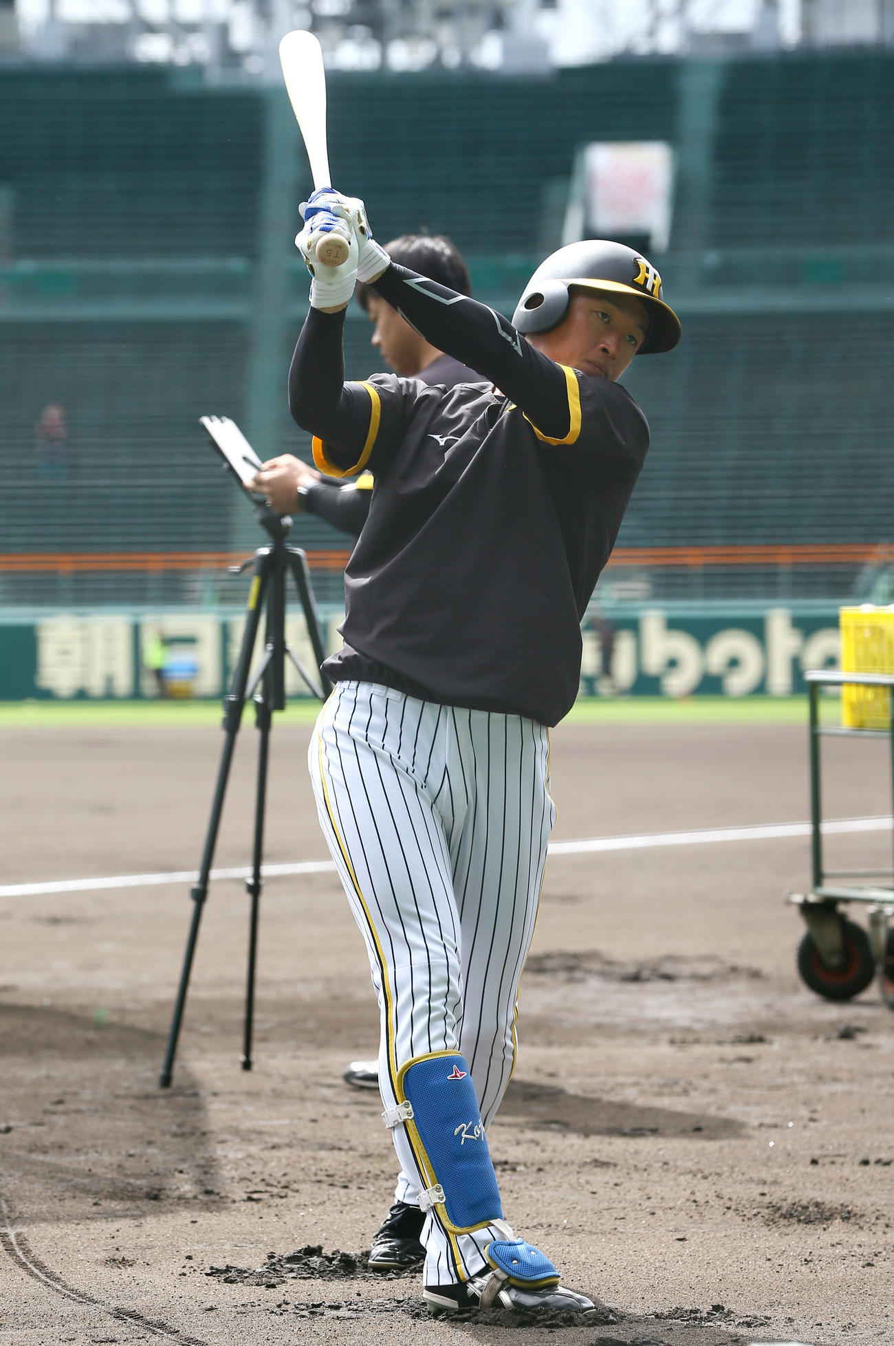 トス打撃する阪神近本（撮影・上山淳一）
