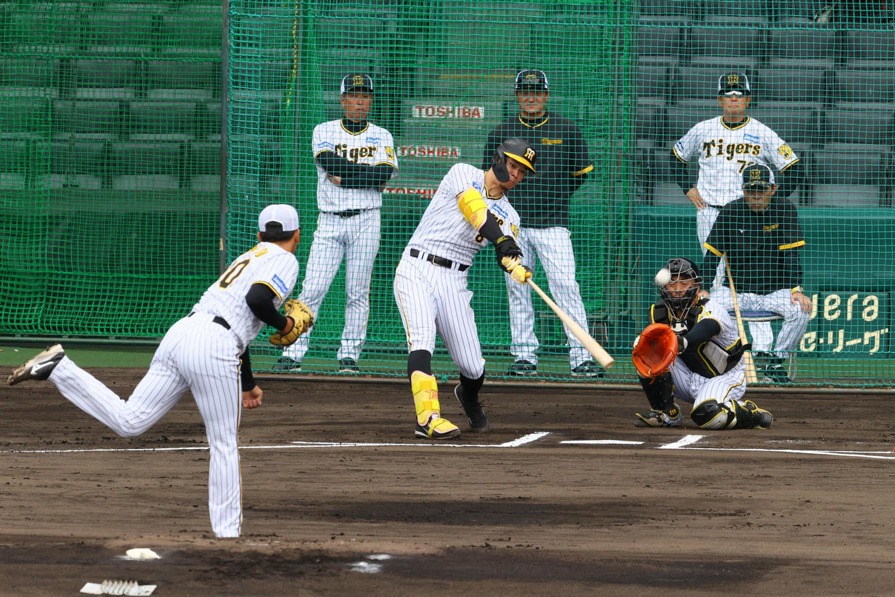 実践形式で打撃する佐藤輝。右は岡田監督（撮影・上山淳一）