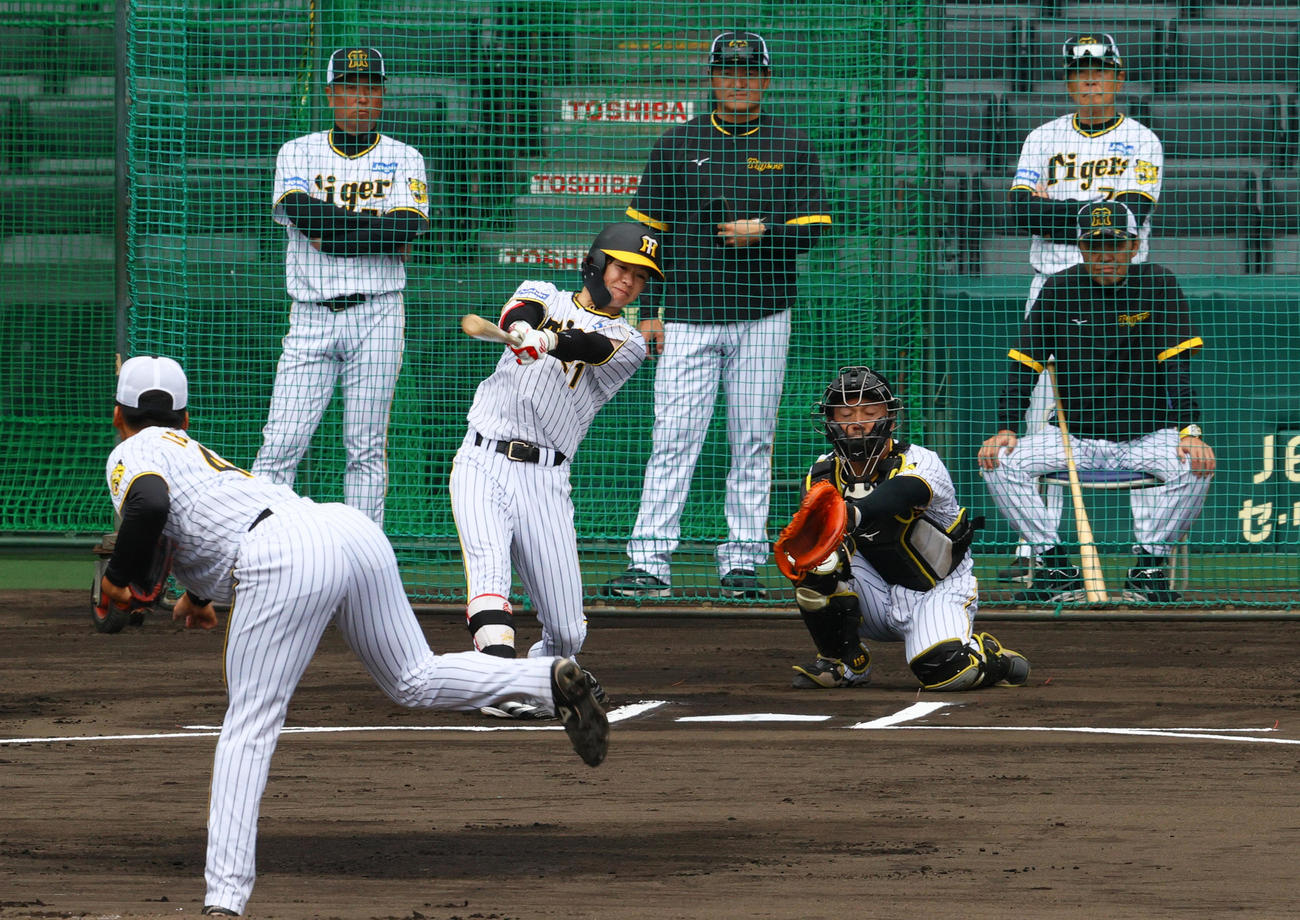 実践形式で打撃する中野。右は岡田監督（撮影・上山淳一）