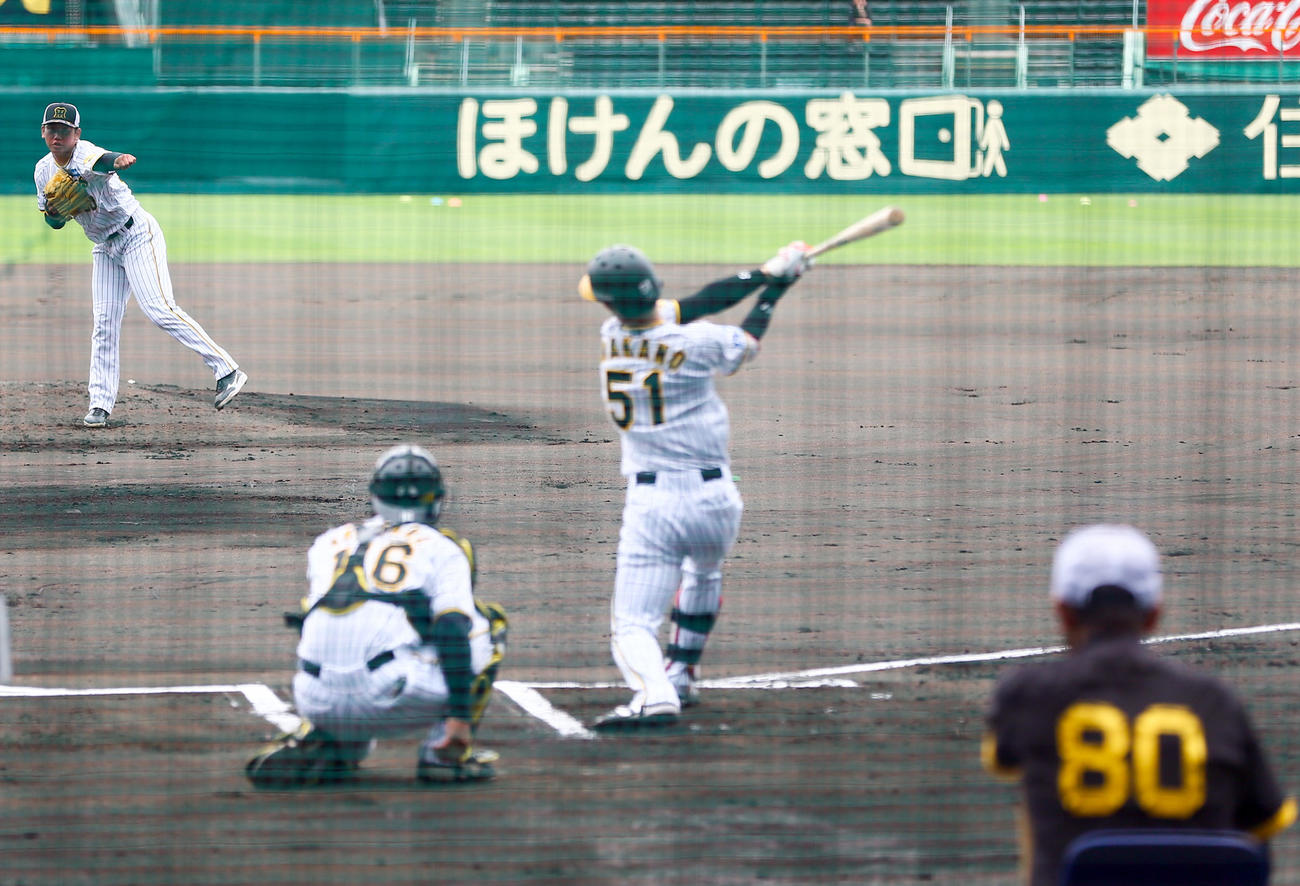 実践形式の打撃練習で門別（左）は中野に投げ込む。右は岡田監督（撮影・上山淳一）