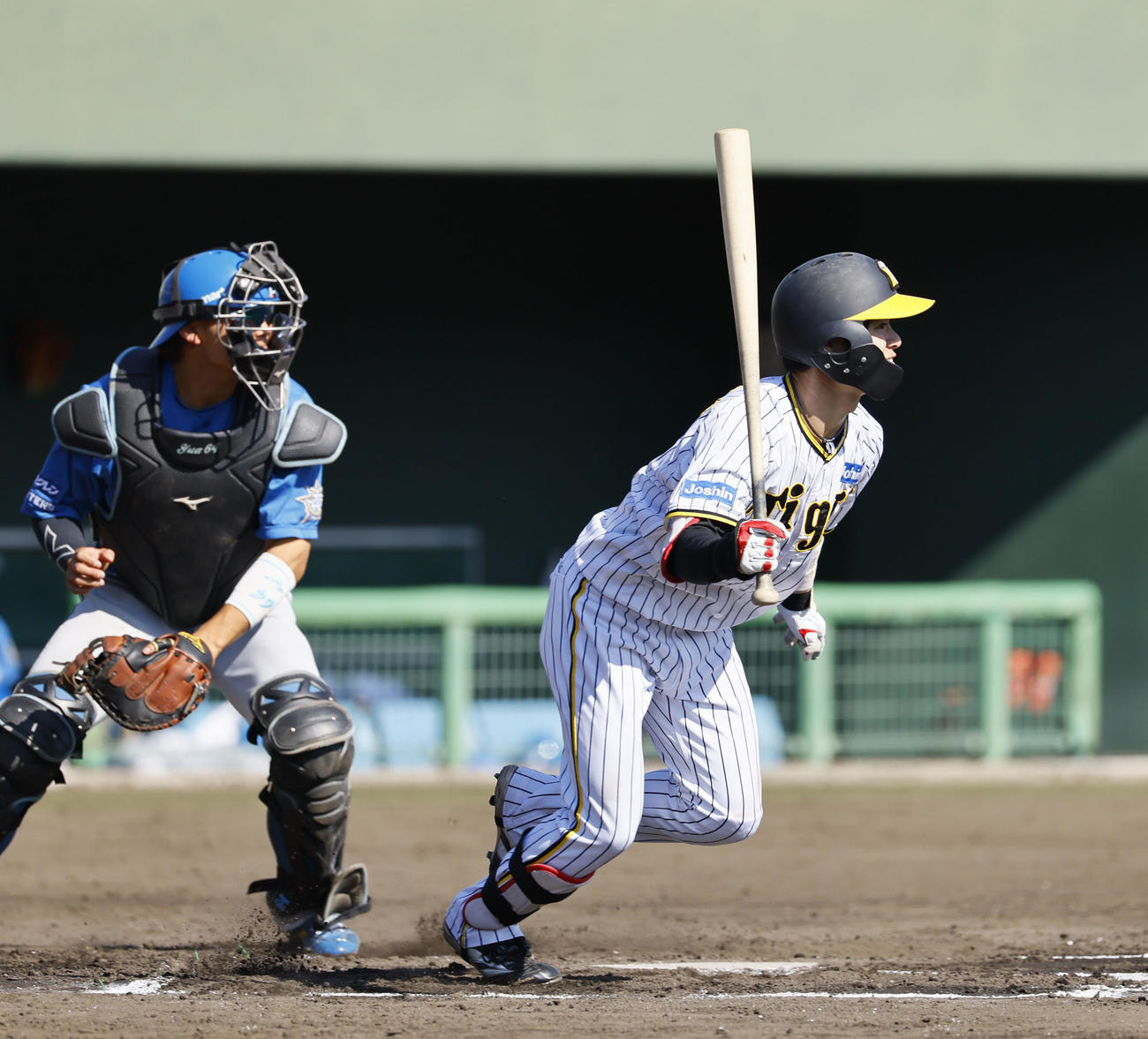 フェニックスリーグ阪神対日本ハム　6回裏阪神無死一塁、中野は右前打を放つ（撮影・藤尾明華）